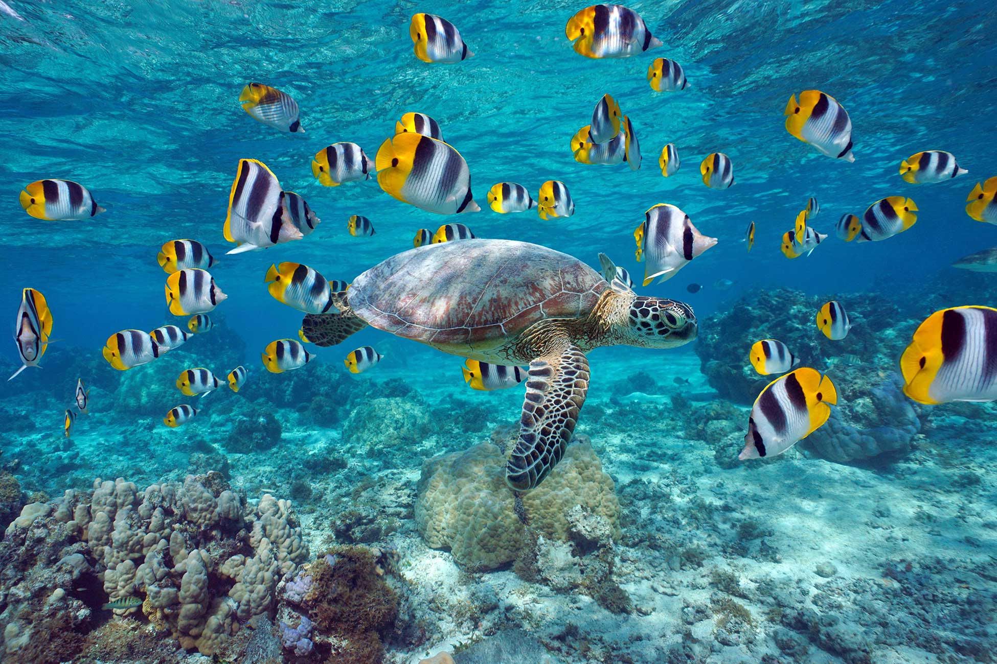Raiatea ↔ Huahine ↔ Bora Bora ↔ Raiatea - foto 2