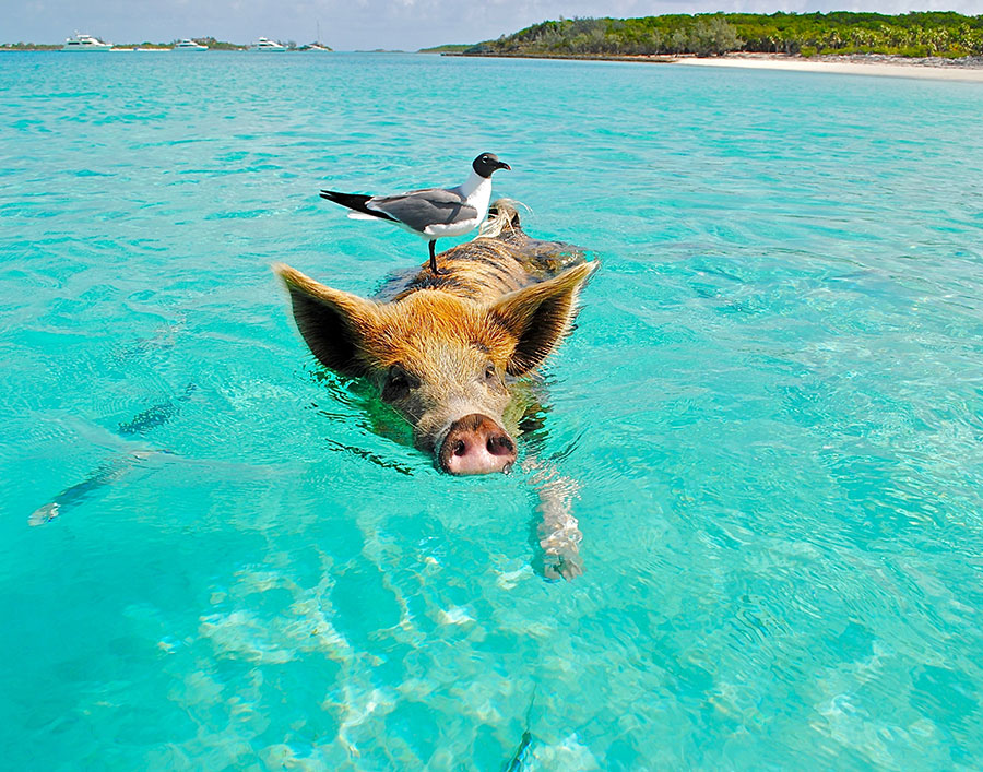 Exuma Cays (Nassau ↔ Nassau) - photo 3
